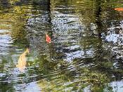 IMG_2078.JPG